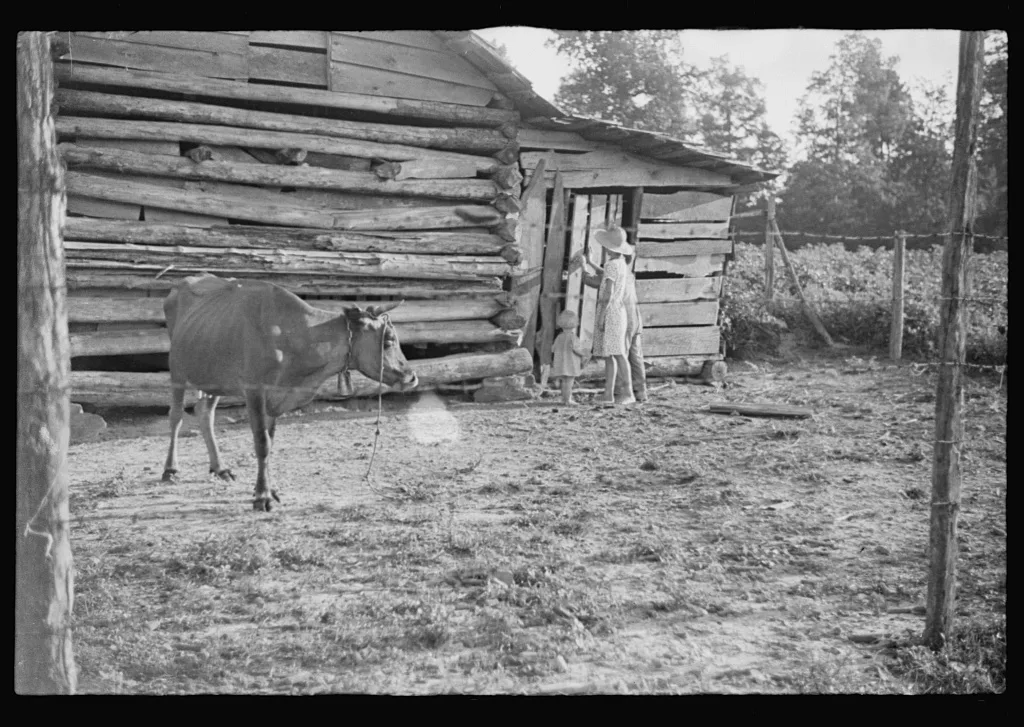 [Untitled photo, possibly related to: Burroughs children and cow near…, Alabama, 1936