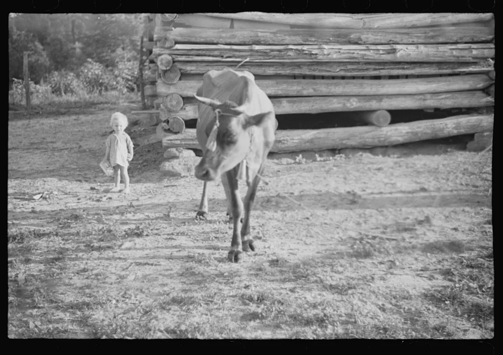 [Untitled photo, possibly related to: Burroughs children and cow near…, Alabama, 1936