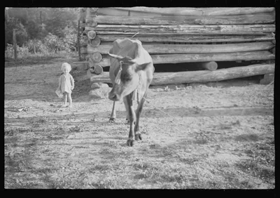 [Untitled photo, possibly related to: Burroughs children and cow near…, Alabama, 1936