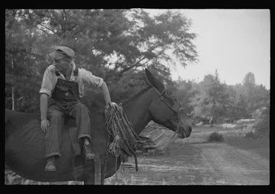 [Untitled photo, possibly related to: Floyd Burroughs, on mule, Hale…, Alabama, 1936
