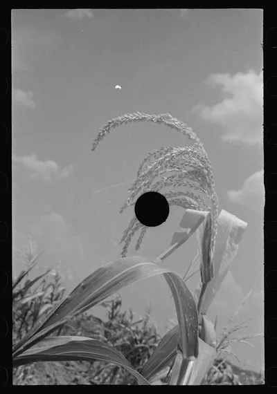 [Untitled photo, possibly related to: Bud and William Fields, Hale…, Alabama, 1936