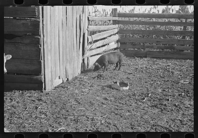 [Untitled photo, possibly related to: Pig in a sharecropper's yard,…, Alabama, 1936