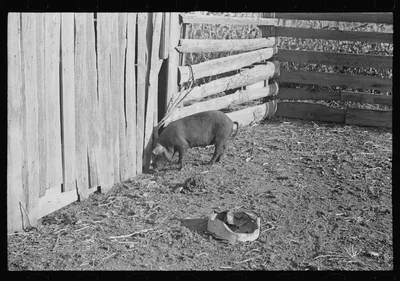 [Untitled photo, possibly related to: Pig in a sharecropper's yard,…, Alabama, 1936