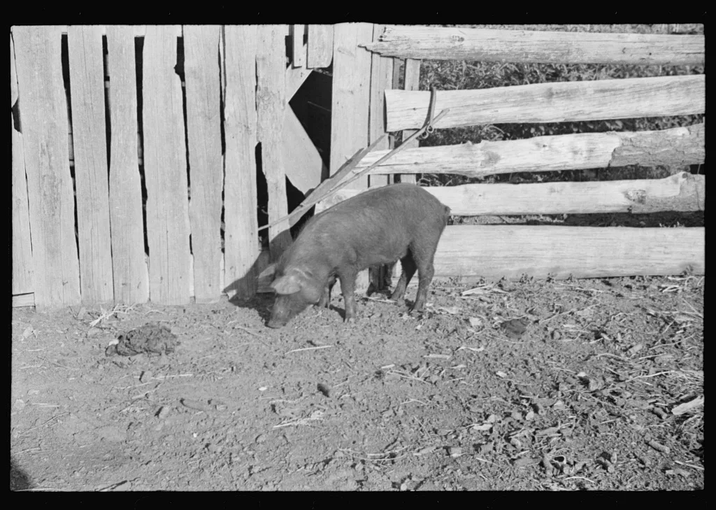 Pig in a sharecropper's yard, Hale County, Alabama, 1936