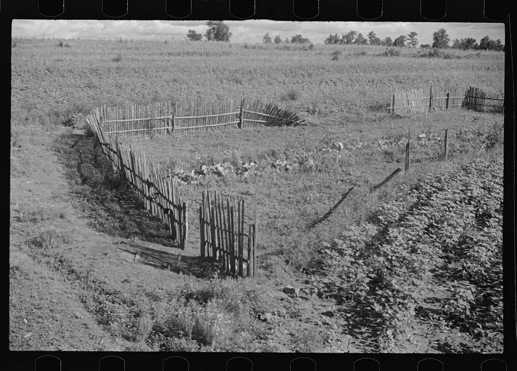 [Untitled photo, possibly related to: Bud Fields' garden, Hale…, Alabama, 1936