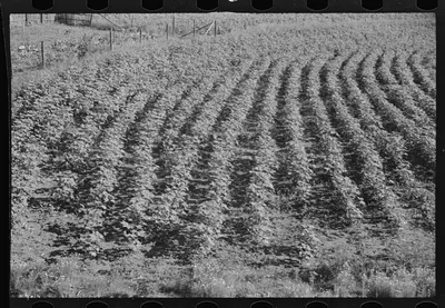 [Untitled photo, possibly related to: Bud Fields' garden, Hale…, Alabama, 1936