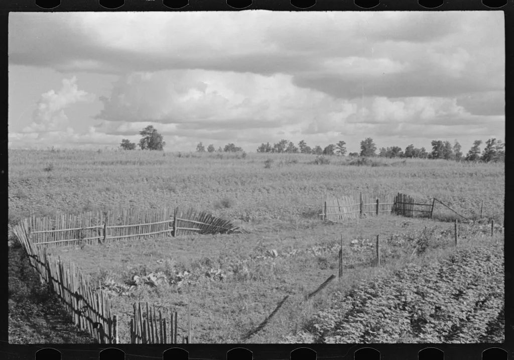Bud Fields' garden, Hale County, Alabama, 1936