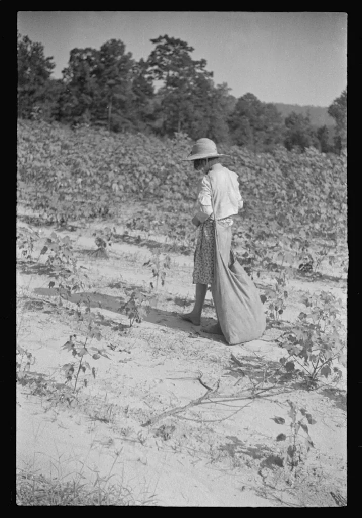 [Untitled photo, possibly related to: Lucille Burroughs picking…, Alabama, 1936