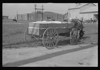 [Untitled photo, possibly related to: Wagonload of cotton near the…, Alabama, 1936