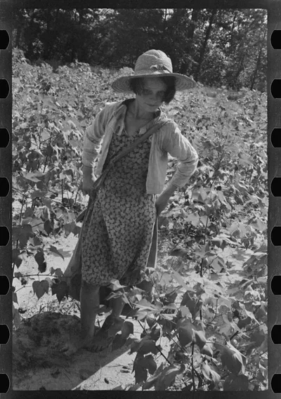 [Untitled photo, possibly related to: Lucille Burroughs picking…, Alabama, 1936