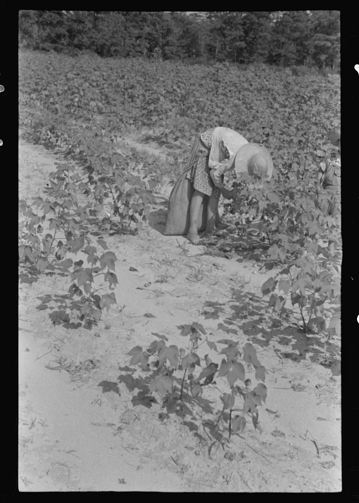 [Untitled photo, possibly related to: Lucille Burroughs picking…, Alabama, 1936
