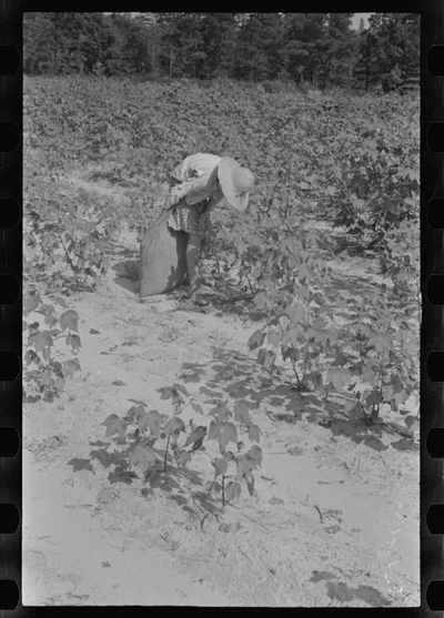 [Untitled photo, possibly related to: Lucille Burroughs picking…, Alabama, 1936