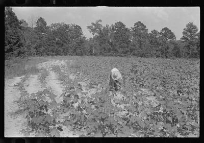 [Untitled photo, possibly related to: Lucille Burroughs picking…, Alabama, 1936