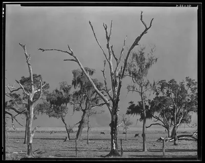 Louisiana Gulf Coast landscape, 1935