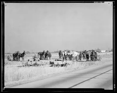 Mule teams near Montgomery, Alabama, 1935