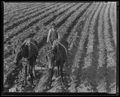 Near Tupelo, Mississippi. Negro farming, 1936