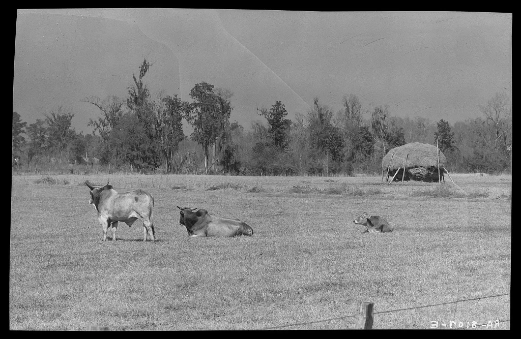 Rural landscape. Louisiana, 1936