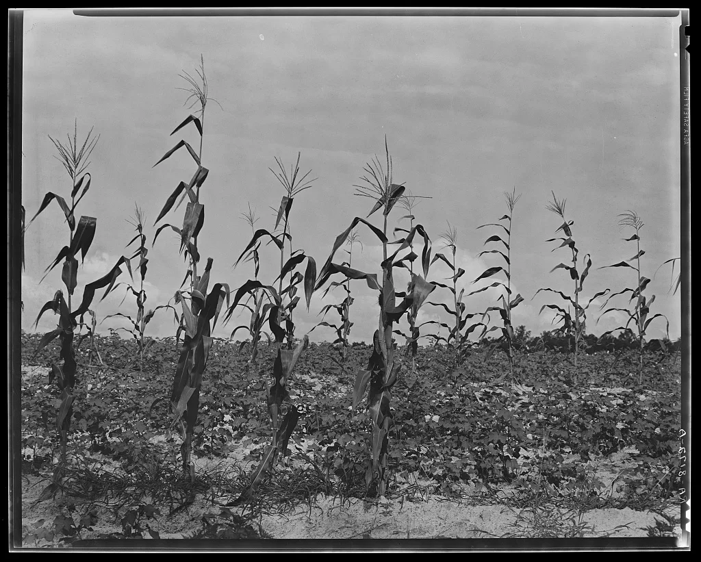 Cotton and corn. Hale County, Alabama, 1936