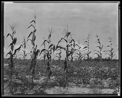 Cotton and corn. Hale County, Alabama, 1936