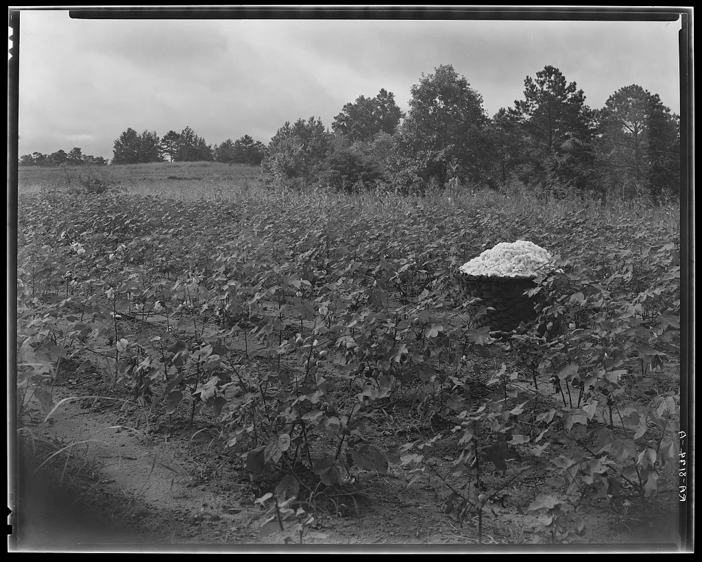 Cotton field. Hale County, Alabama, 1936
