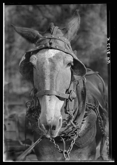 Mule. Hale County, Alabama, 1936